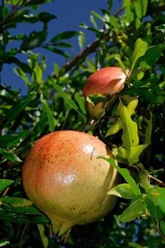 POMEGRANATE FRUIT ON THE TREE BRANCH Stock Photos