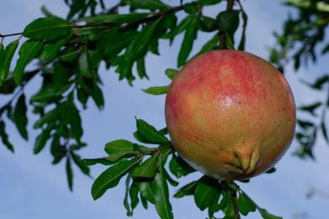 POMEGRANATE FRUIT ON THE TREE BRANCH Stock Photos
