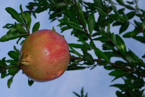 POMEGRANATE FRUIT ON THE TREE BRANCH Stock Photos