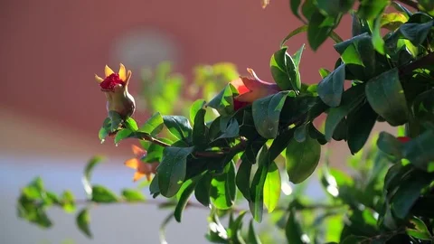 Pomegranate, fruit tree. 動画素材 80516655