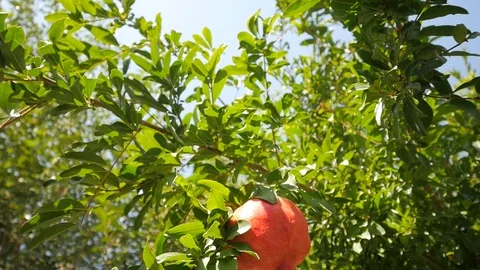 Pomegranate Fruit on Tree Stock Footage 89889832