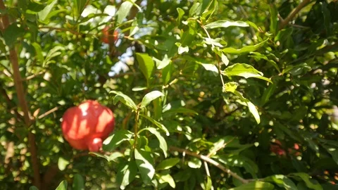 Pomegranate Fruit on Tree Stock Footage 89889859