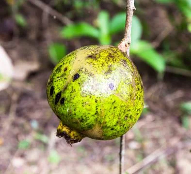 Pomegranate fruit on tree Stock Photos