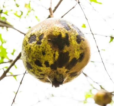Pomegranate fruit on tree Stock Photos