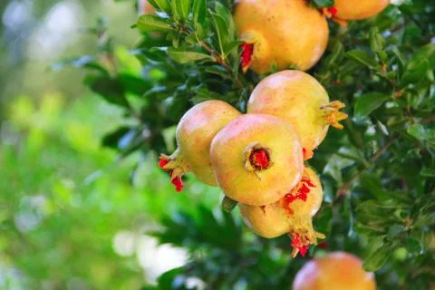Pomegranate fruit on the tree 库存照片