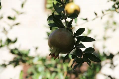 Pomegranate fruit on the tree Foto stock