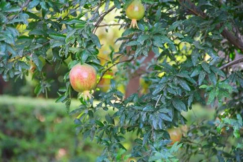 Pomegranate fruit on the tree Stock Photos