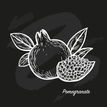 Pomegranate fruit white chalk drawing on a black background Stock Illustration