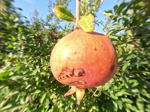 Pomegranate Garden Close-up Green Background 스톡 동영상 339969007