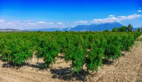 The pomegranate garden Stock Photos