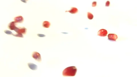 Pomegranate grains on a white background. Slow motion. 動画素材 80246991