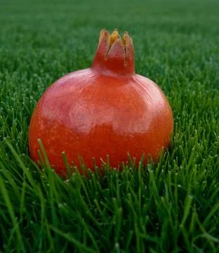 Pomegranate on a grass Stock Photos