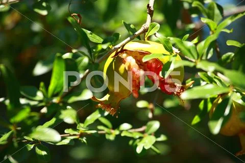 Pomegranate on the green tree Stock Photos