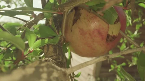 Pomegranate grows on the tree Video stock 220685753