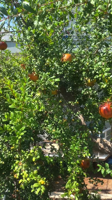 A pomegranate grows on a tree. Fruit on a tree. Vertical video Stock Footage 286343804