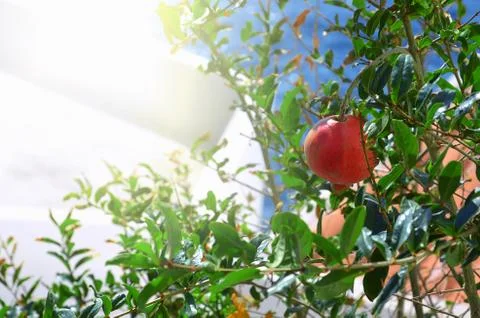 Pomegranate grows on a tree Stock Photos