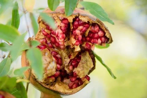 Pomegranate grows wild in the tree Foto stock