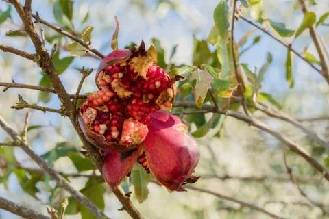 Pomegranate grows wild in the tree Foto stock