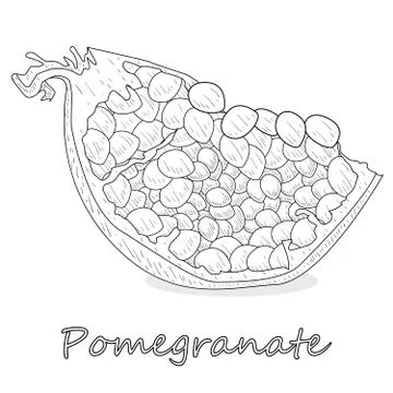Pomegranate hand drown vector illustration isolated on white background. Mono Stock Illustration
