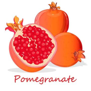 Pomegranate hand drown vector illustration isolated on white background. Stock Illustration