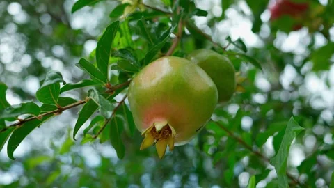 Pomegranate hanging from the branch of a tree Fruit Stock Footage 280219245