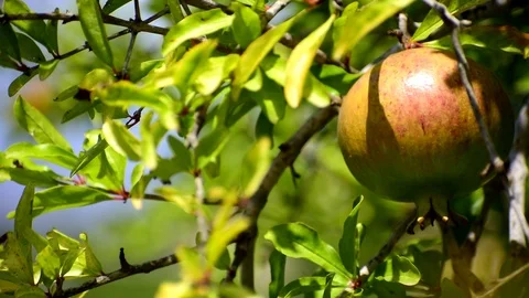 Pomegranate hanging on a tree Stockbeeldmateriaal 114570793