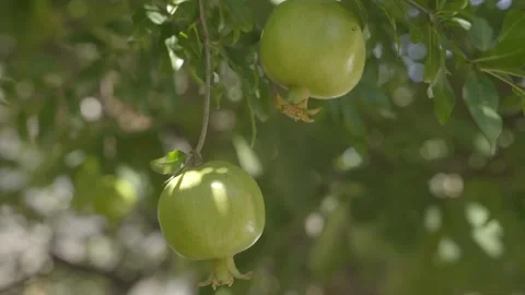 Pomegranate is hanging on a tree, fruit Ripe Stock Footage 272184460