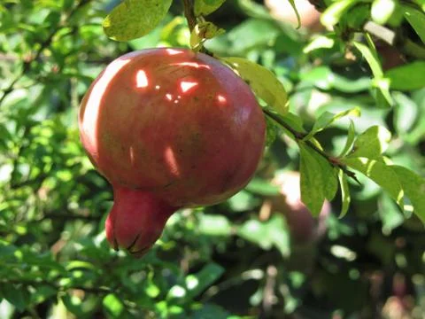 Pomegranate hanging on tree Stock Photos