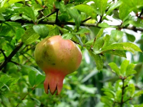Pomegranate hanging on tree Stock Photos