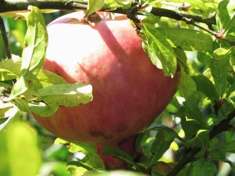 Pomegranate hanging on tree Stock Photos