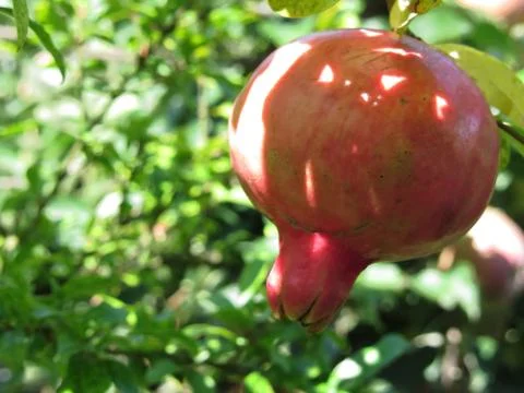 Pomegranate hanging on tree Stock Photos
