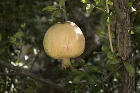 Pomegranate Hanging on Tree Stock Photos