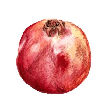 Pomegranate Stock Illustration