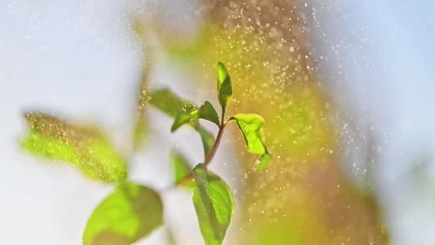 Pomegranate leaves are splashed with water, incredible bokeh in the background Stock Footage 244129906
