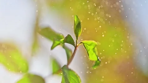 Pomegranate leaves are splashed with water, abstract bokeh in the background Stock Footage 244129971