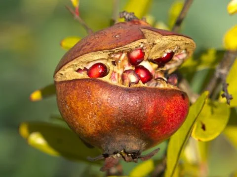 Pomegranate Stock Photos
