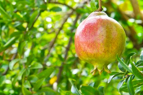 Pomegranate Stock Photos