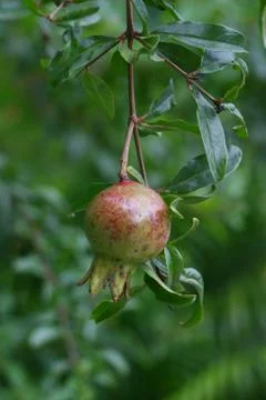 Pomegranate Stock Photos