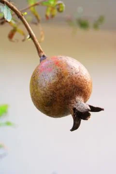 Pomegranate Stock Photos