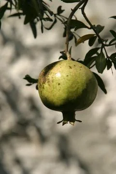 Pomegranate Stock Photos