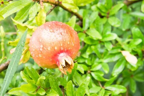 Pomegranate Stock Photos