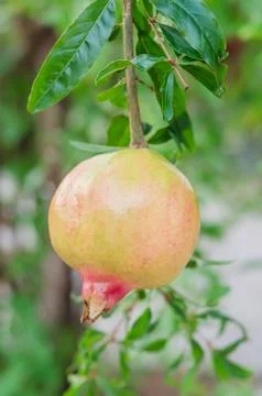 Pomegranate Stock Photos
