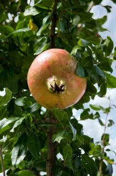 Pomegranate Stock Photos