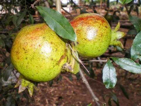 Pomegranate Stock Photos