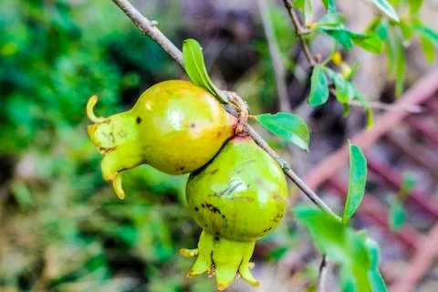 Pomegranate Stock Photos