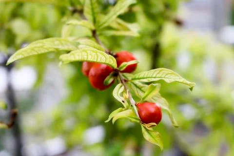 Pomegranate Stock Photos