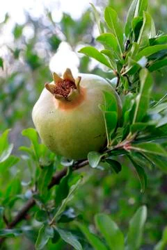 Pomegranate Stock Photos