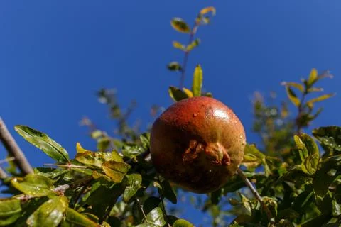 Pomegranate 스톡 사진