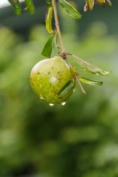 Pomegranate Stock Photos