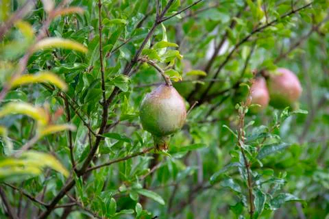 Pomegranate Foto stock
